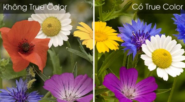 6. Nhờ công nghệ True Color mang đến những hình ảnh có sắc màu rực rỡ và chân thực hơn