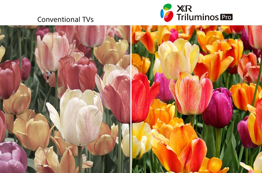 Sony XR-55A80L | Công nghệ Triluminos Pro tái sạo hơn 1 tỷ sắc thái màu sắc sống động