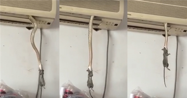 Khiếp vía với cảnh rắn "rủ" chuột chui vào máy lạnh "tránh nóng"